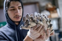 A Nutrition and Food Studies student examines a bouquet of gray-topped mushrooms while standing in a walk-in freezer.