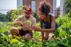 Two students in a community garden dig up and inspect root vegetables.