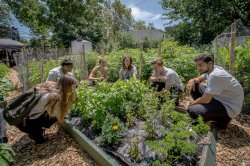 Montclair students gathered around a garden bed in an urban garden surrounded by buildings