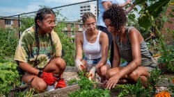 3 students working together in the community garden.
