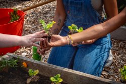 A student kneels before a garden bed and holds a small plant.