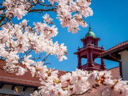 college hall belltower framed by cherry blossoms