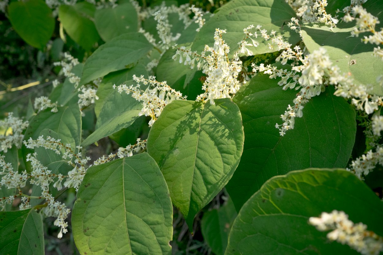 Dr Flowers Montclair Nj Best Flower Site