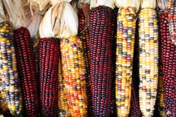 Feature image for Dr. Du receives NSF Grant to research Maize Genome