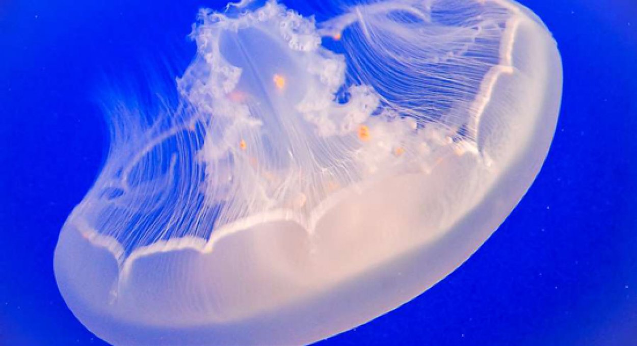 What You Can Do To Reduce The Global Jellyfish Explosion Biology