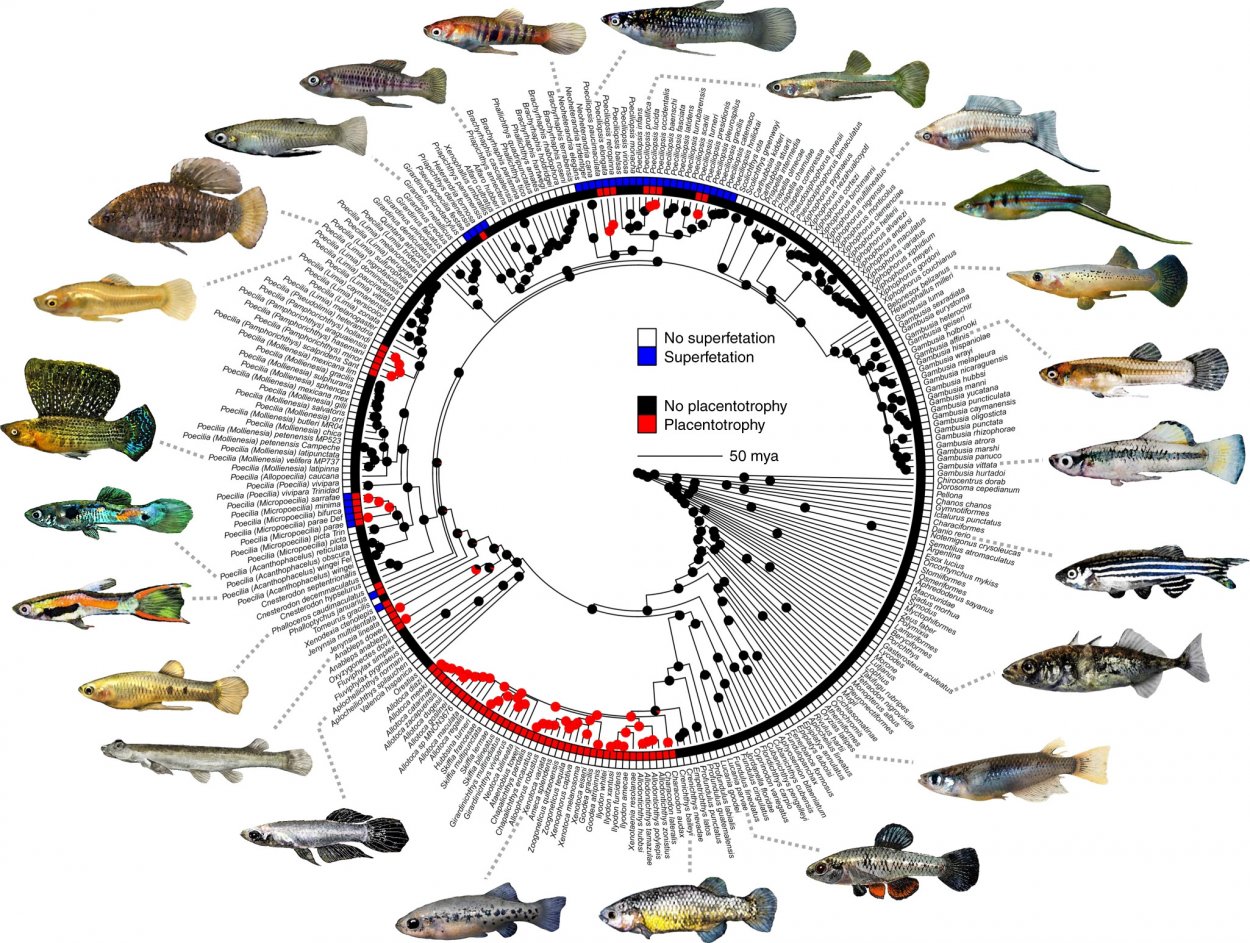 Ladies’ Choice What Drives Faster, Flashier Formation Of New Animal