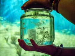 Photo of jar with sea life inside.