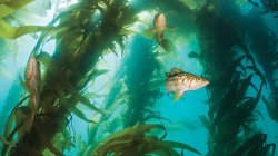 Kelp forests provide a range of ecosystem services