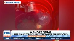 mauve jellyfish spotted at NJ Beaches story on Fox Weather