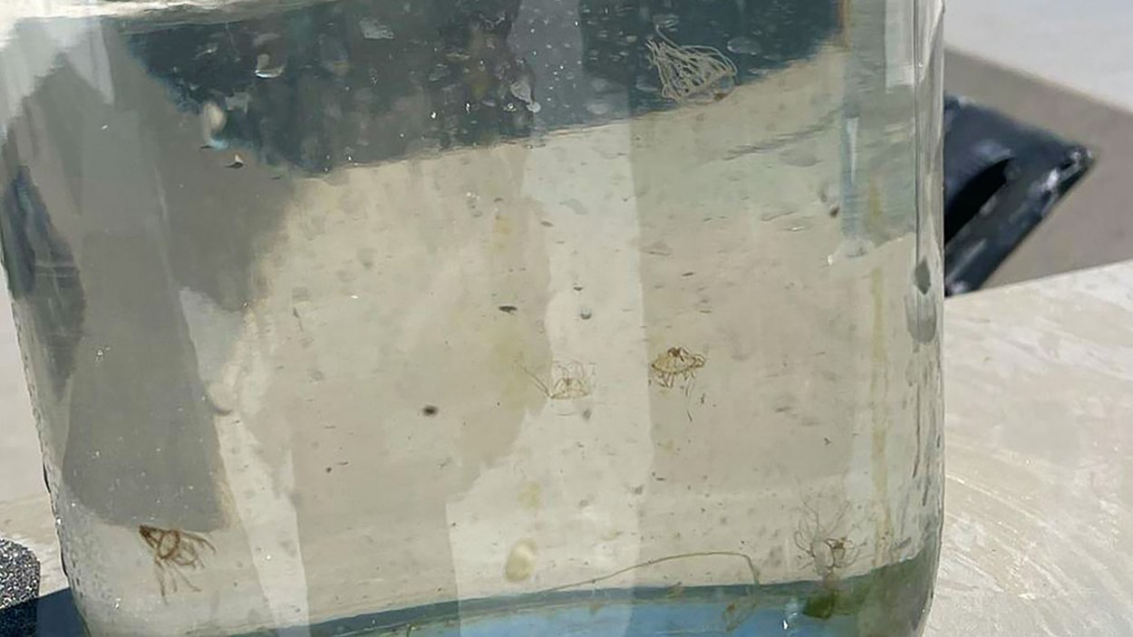 Clinging Jellyfish Make Their Return To The Jersey Shore Biology Montclair State University