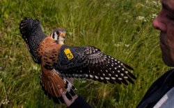 A tagged kestrel in Harmony Township, N.J., held by John Smallwood, biology professor