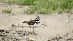 killdeer bird