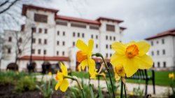 daffodils in front of the Feliciano School of Business