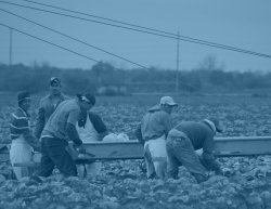 Field workers picking lettuce