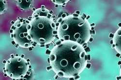 Image of coronavirus cells