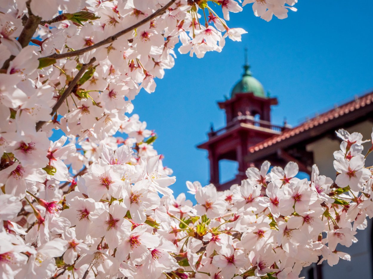 Dr Flowers Montclair Nj Best Flower Site