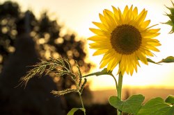 Sunflower feature photo