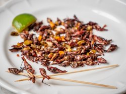 image of bugs on a plate