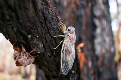 photo of BroodX Cicadas on a tree
