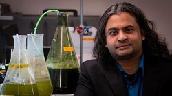 Swomitra Mohanty with algae in his lab
