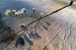 white flower in the cracks