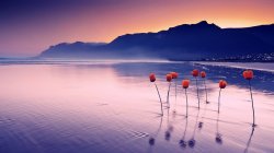A few red flowers in water at sunset with a mountain in the background