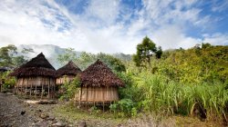 Landscape photo of New Guinea huts and jungle