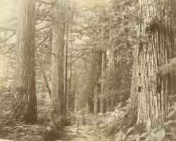 Faded Photo of wooded scene from 1800s