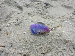 Feature image for 'Very dangerous' jellyfish found on Harvey Cedars beach - Asbury Park Press