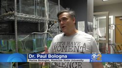 Dr. Bologna speaking with CBS regarding the clinging jellyfish in NJ.