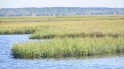 Spartina Marsh in the Barnegat Bay