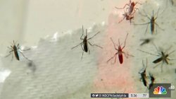 mosquitos on NBC 10 news story