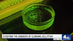 NBC4NY Studying the Dangers of Clinging Jellyfish