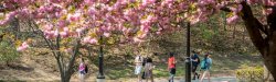 students walking under blooming trees