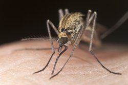 Close-up of mosquito.