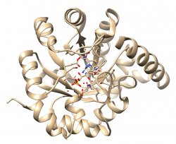 Structure of the IGPS enzyme with substrate analog bound in the active site.