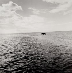 Photo of horse in the sea