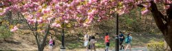 Photo of students walking on campus with pink flowering tree in foreground