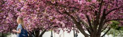 photo of student walking with bloming tree in background