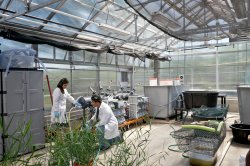 Students wearing lab coats in greenhouse