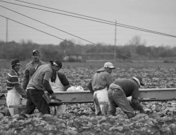 Migrant workers in a field