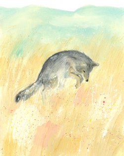 Illustrated page from The Wolves of Yellowstone: A Rewilding Story by Catherine Barr, illustrated by Jenni Desmond