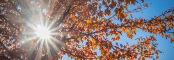 Sun shining through trees in fall