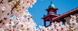 close up photo of blossoms with College Hall in background out of focus