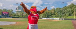 photo of Rocky the red hawk on baseball field