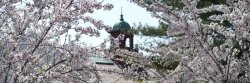 Photo of Bell Tower in Spring