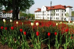 Tulips on the Montclair State University campus
