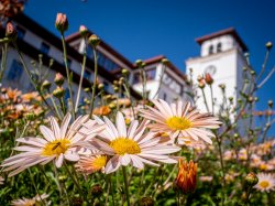 Daisies on campus