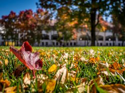 Fall leaves on campus