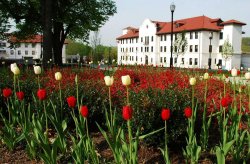 Tulip garden with Cole Hall in the distance.